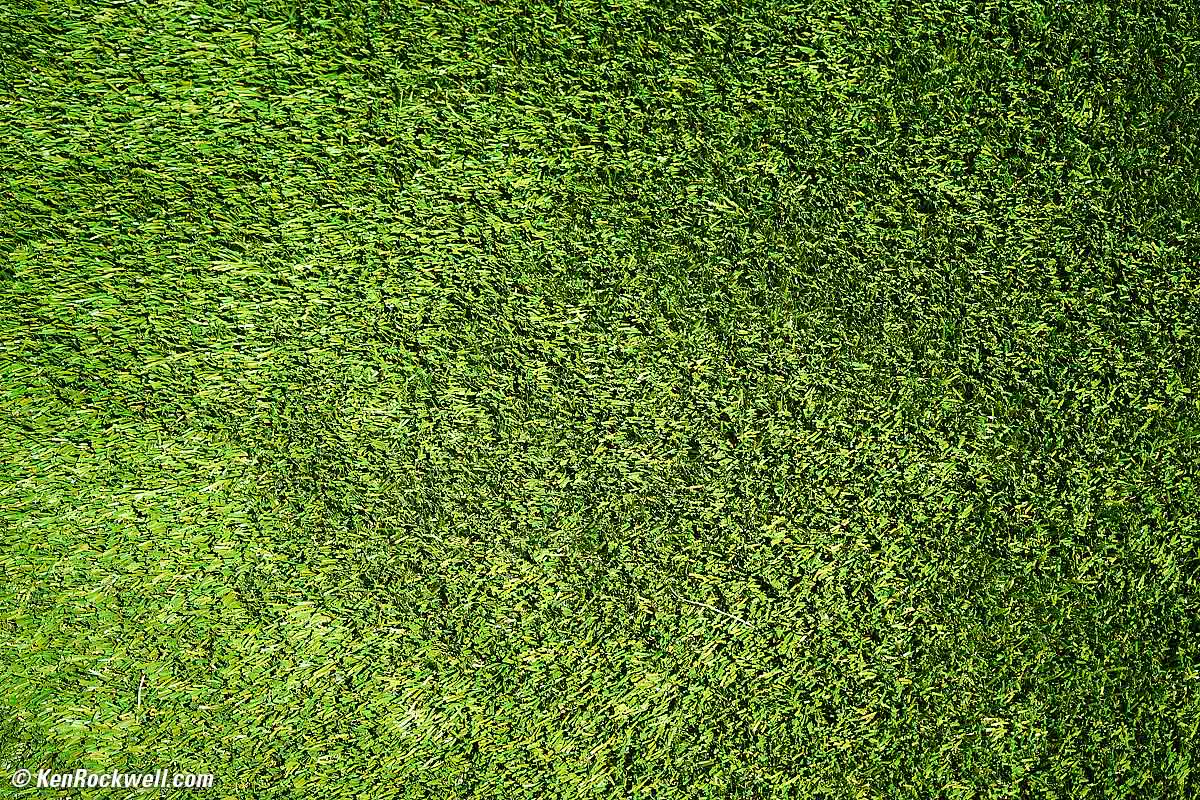 Grass growing