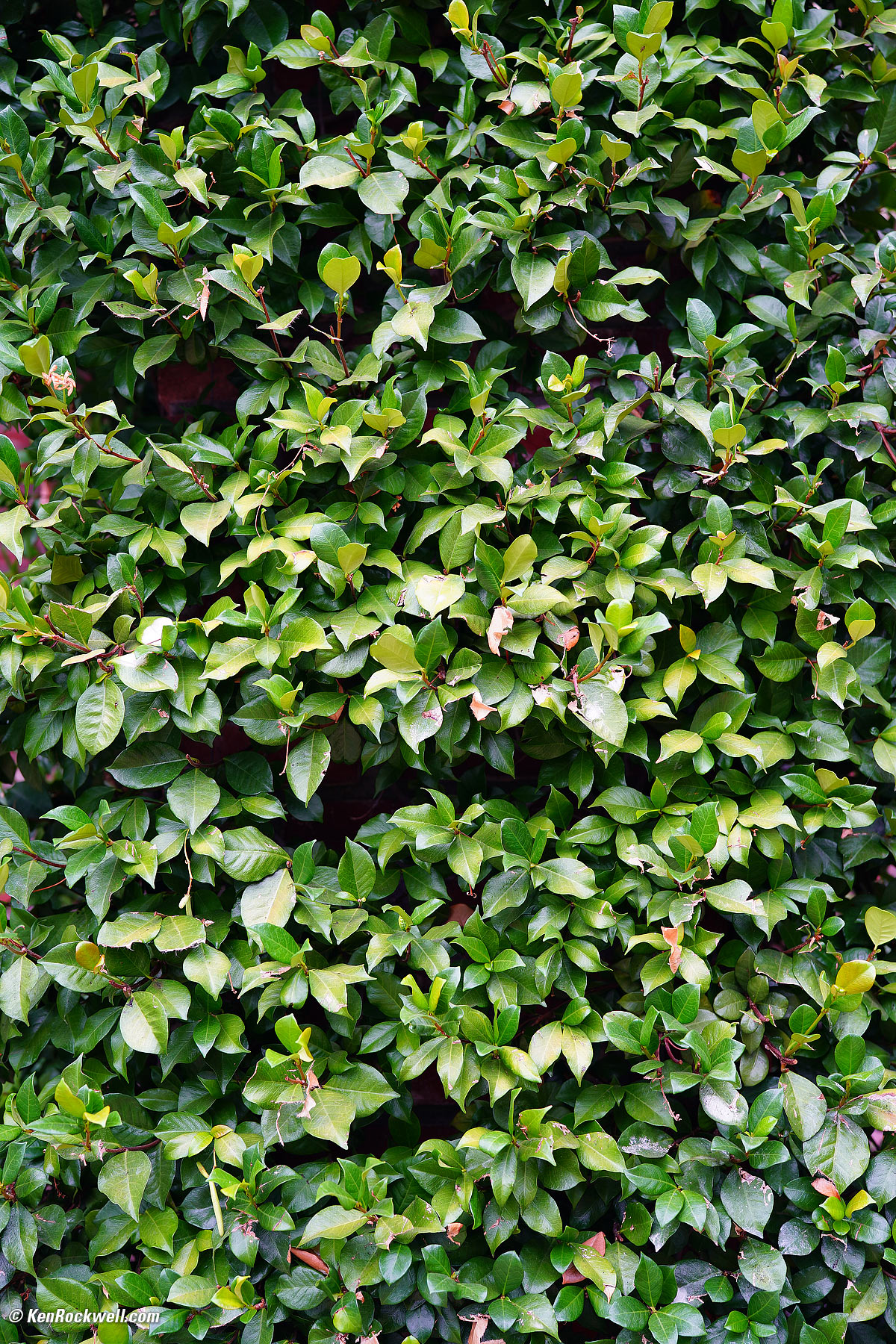 Vines growing