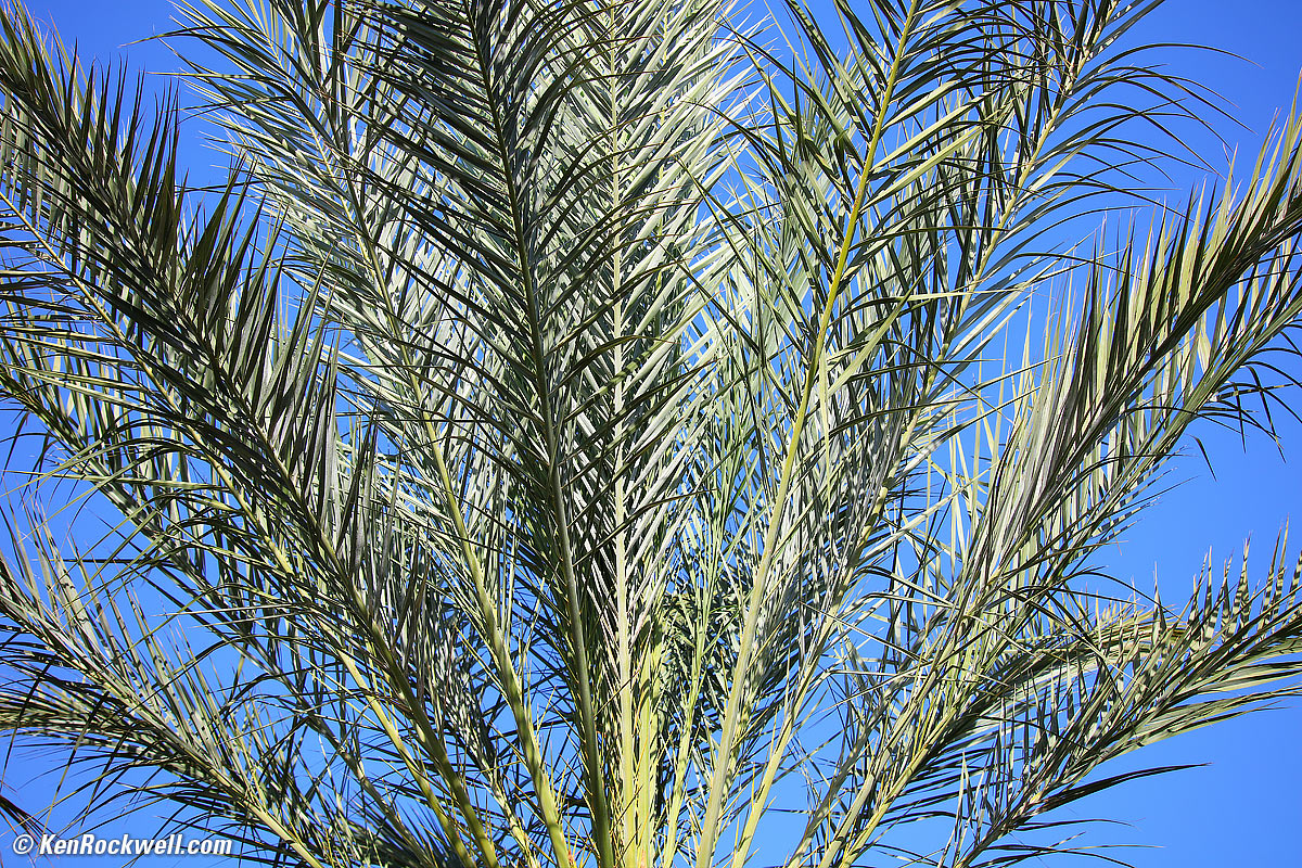 Desert Palms
