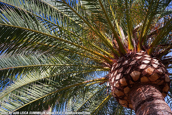 Sony A7 sample image
