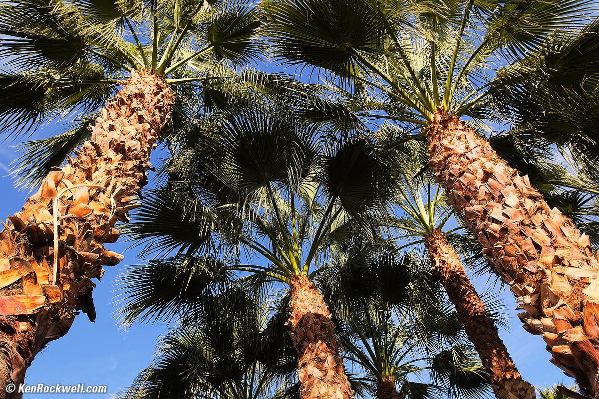 Seven Palms