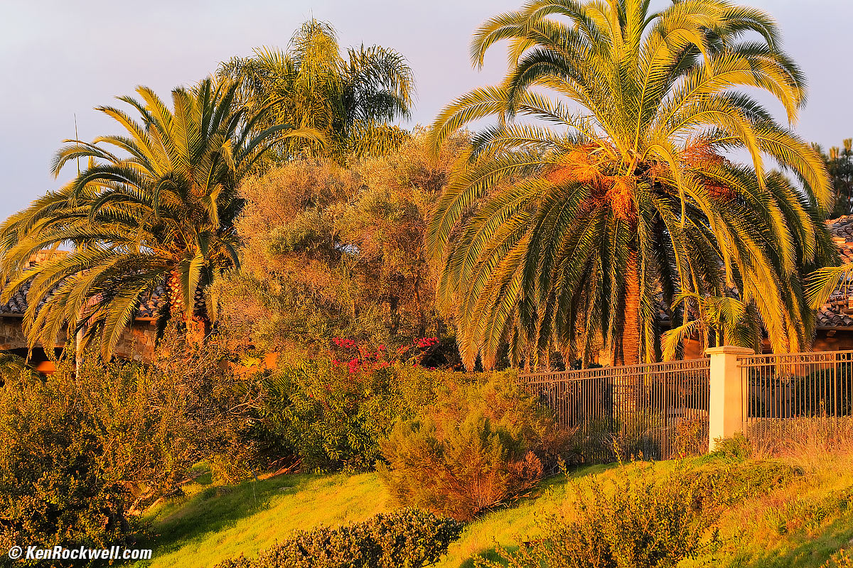 Canary Palm Dawn