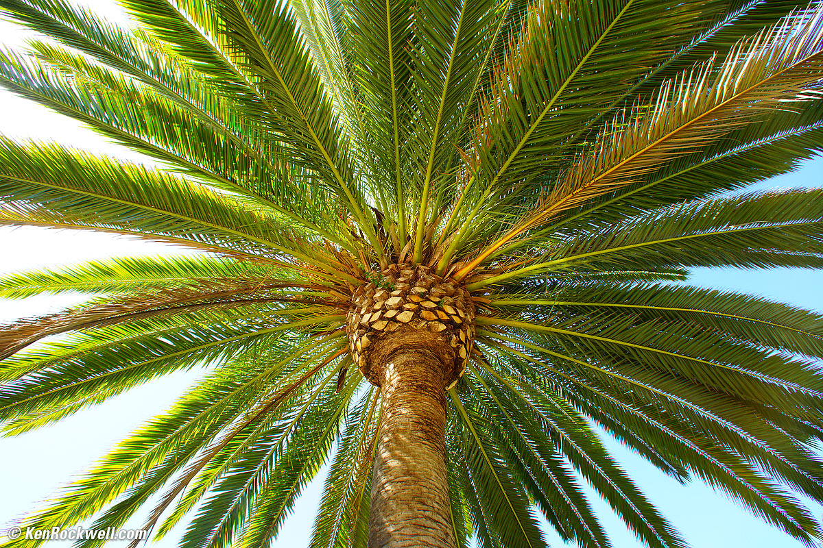Palm RP 25 Sep 2014