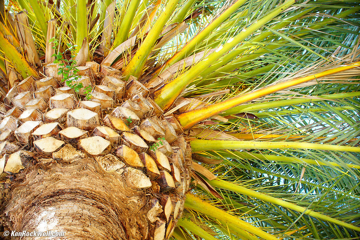 Palm RP 25 Sep 2014