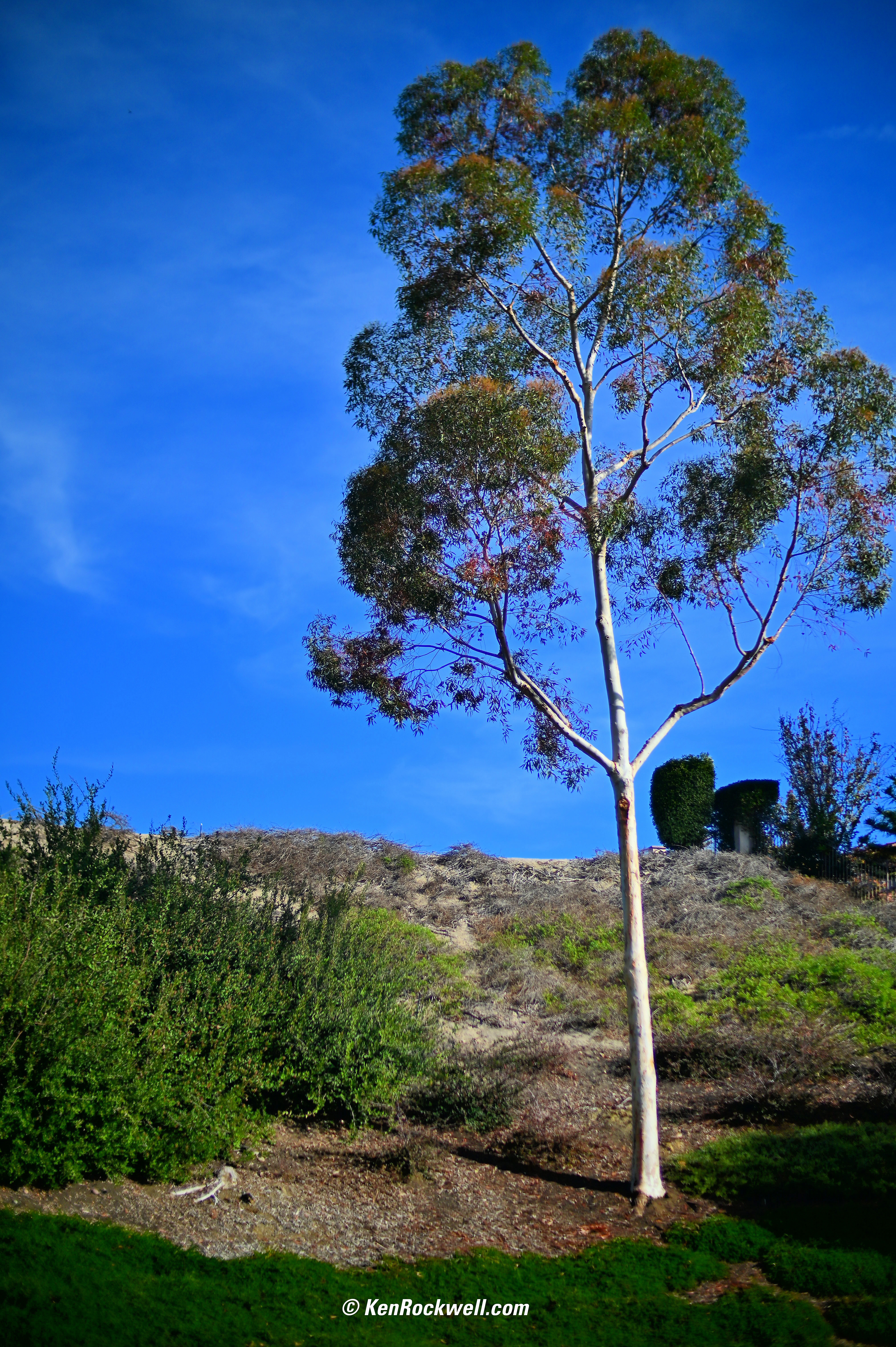 Rete Kentucky 50 Mt - Maglia 51x4, Altezza 100 Cm, Ø 0.9 Mm - Foto 3