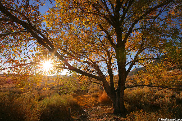 Dawn, Picnic Grounds, Mono Lake, California.