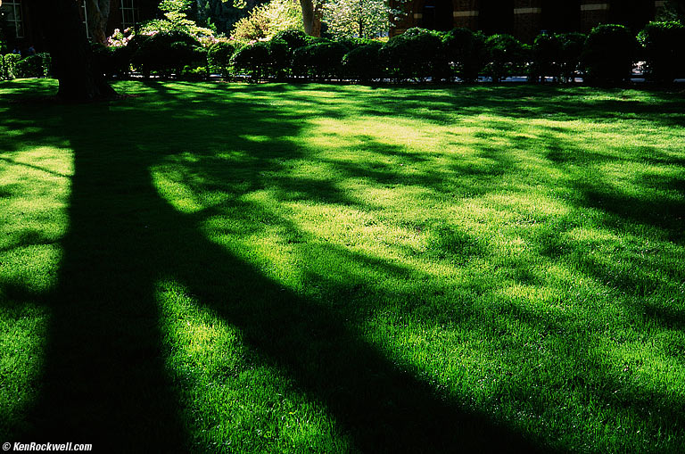 Green Grass