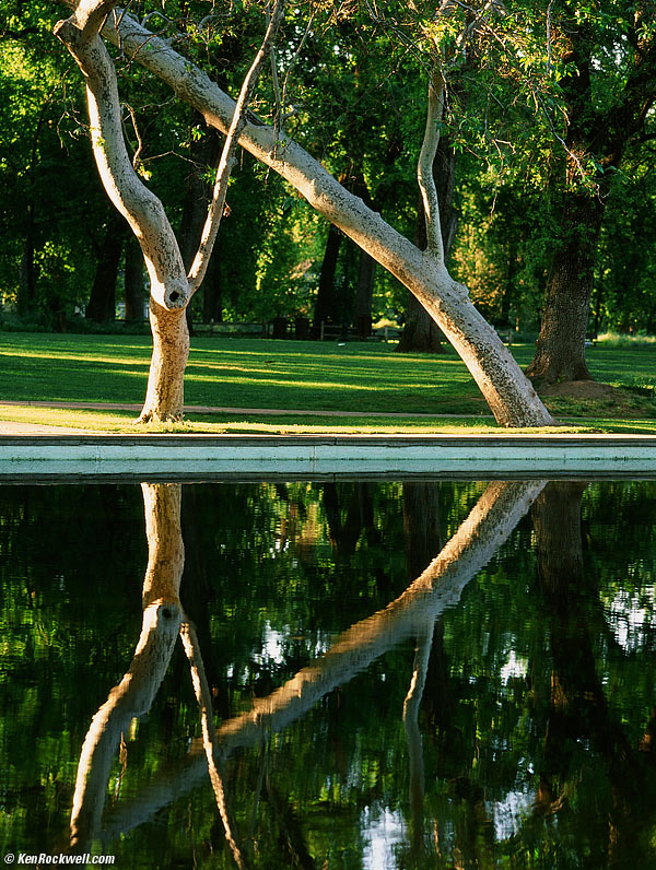 Dancing Trees