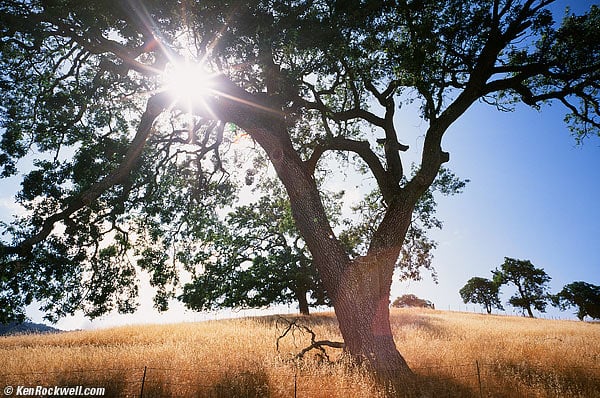 Oak, Carmel Valley, CA