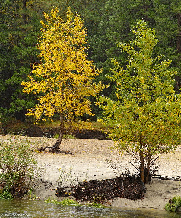 Trees