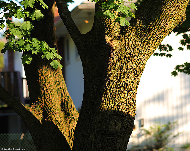 My Tree