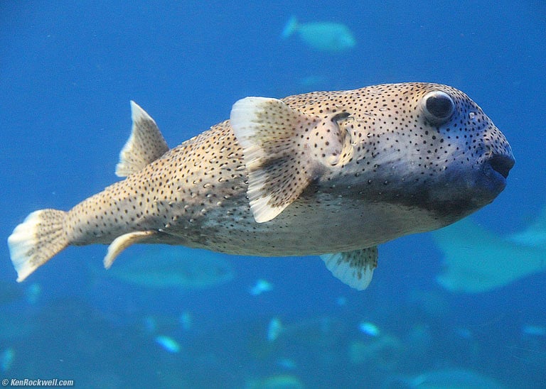 puffer fish hawaii puffer fish hawaii
