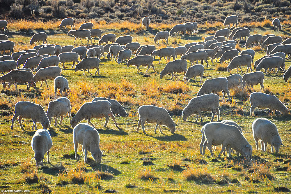 Sheep Safely Graze