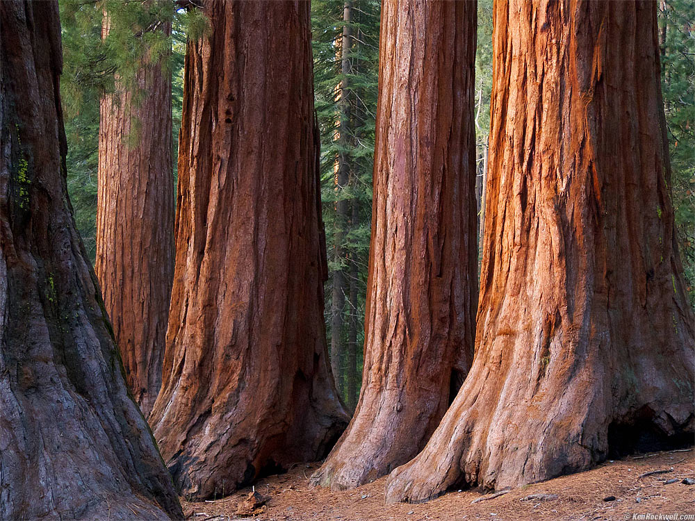 Big Trees, 3:01 PM