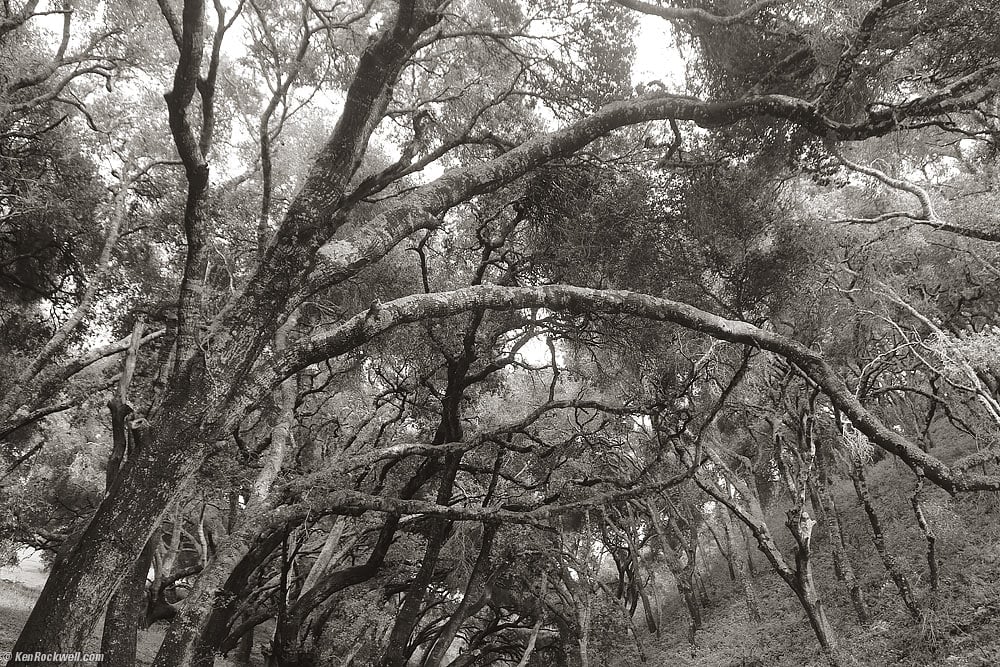 Tree Bridge, See Canyon, San Luis Obispo