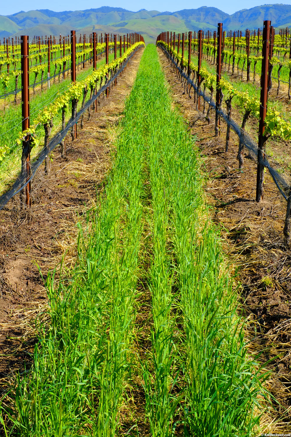 Vineyard, San Luis Obispo