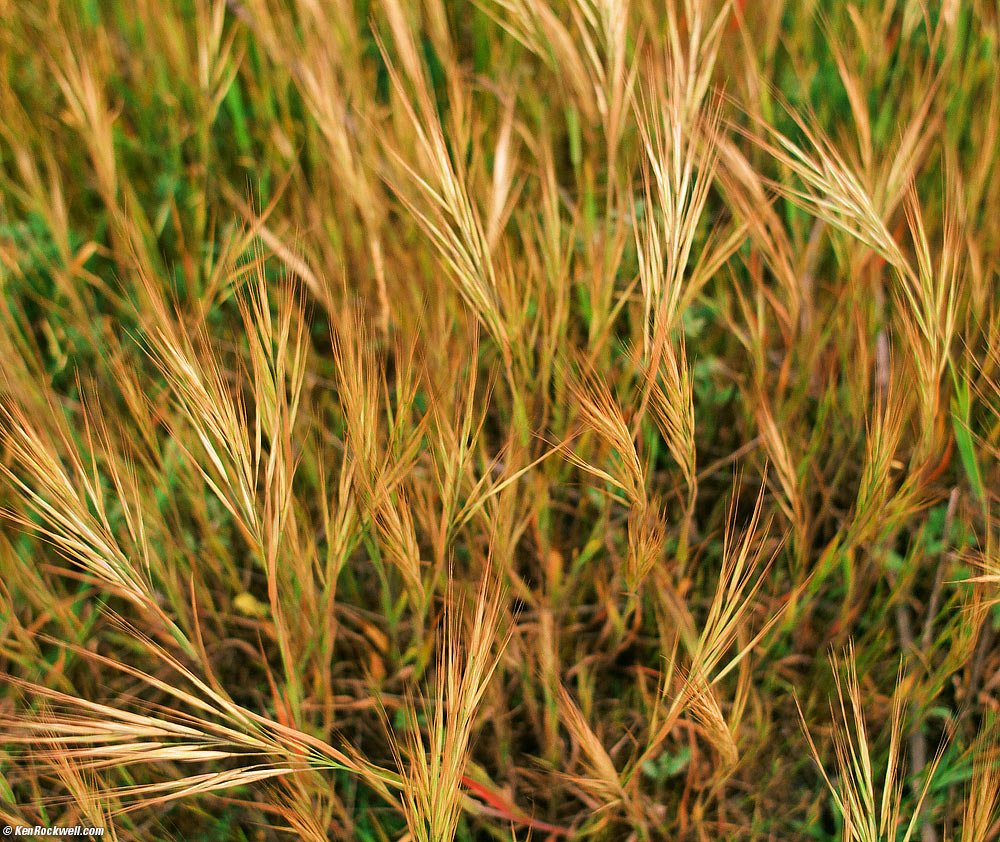 Grass, Monta&ntilde;a de Oro