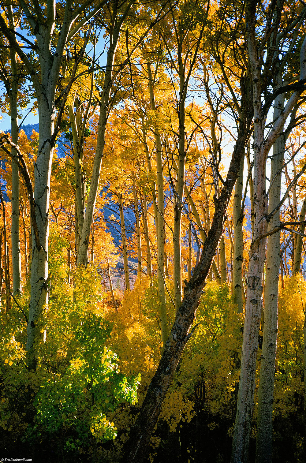 Fairy Woods