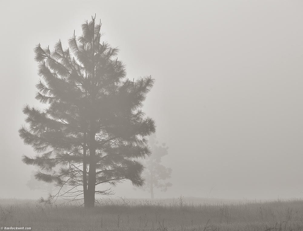 Gray Tree in Fog, Yosemite Valley