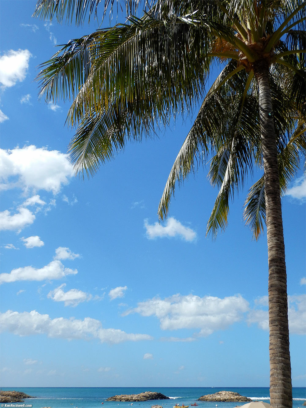 Palm tree and ocean