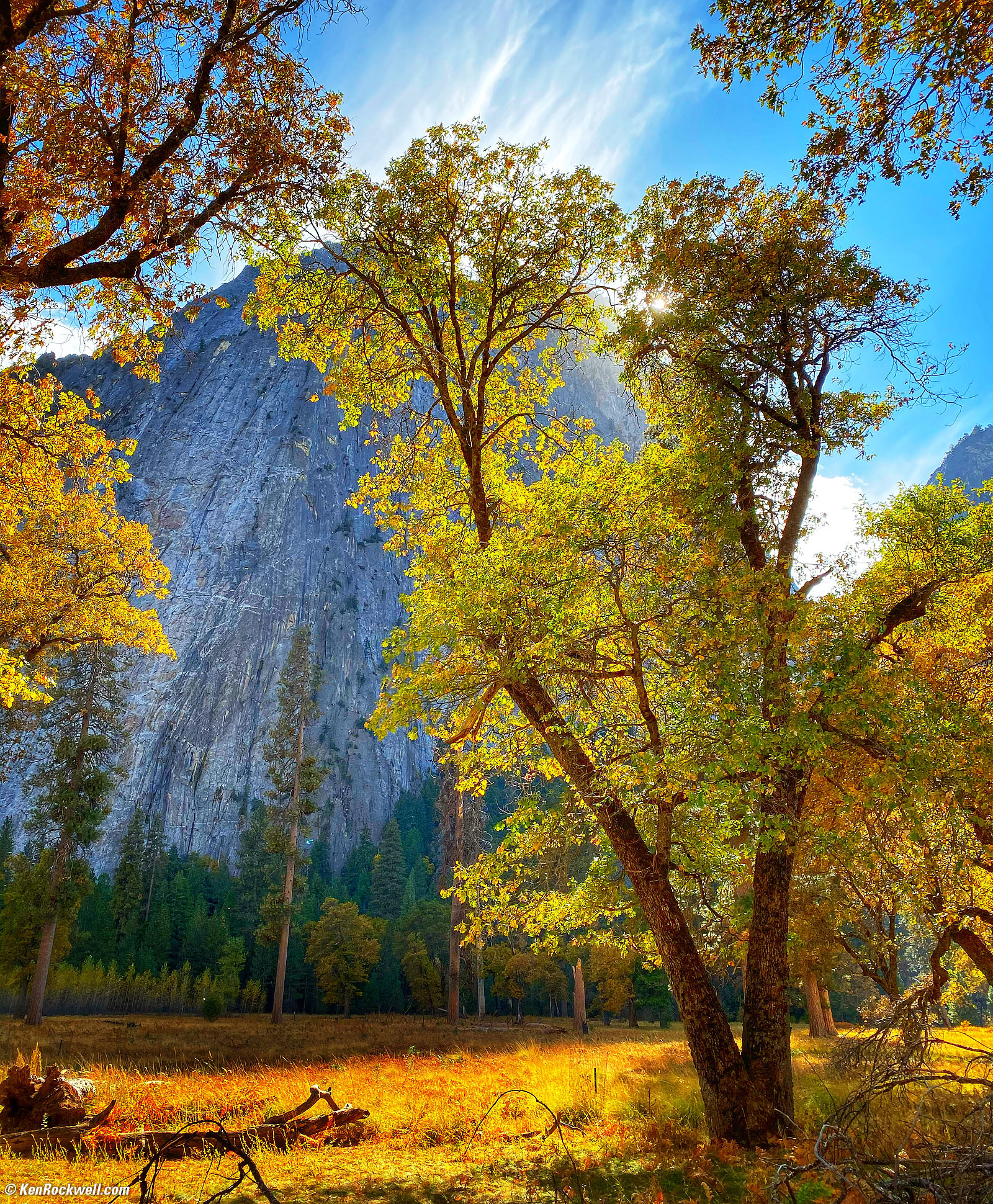Tree in Glorious Backlight, Yosemite Valley