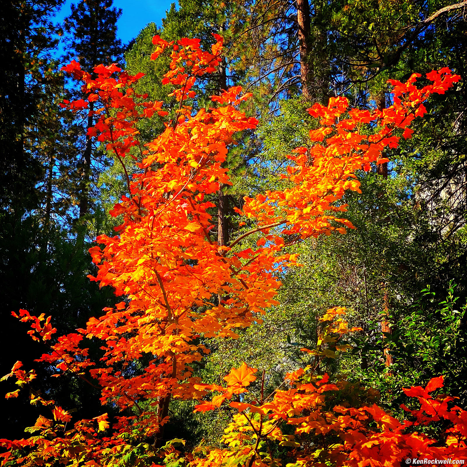 Flaming Maple Tree, Yosemite Valley, Yosemite National Park, California