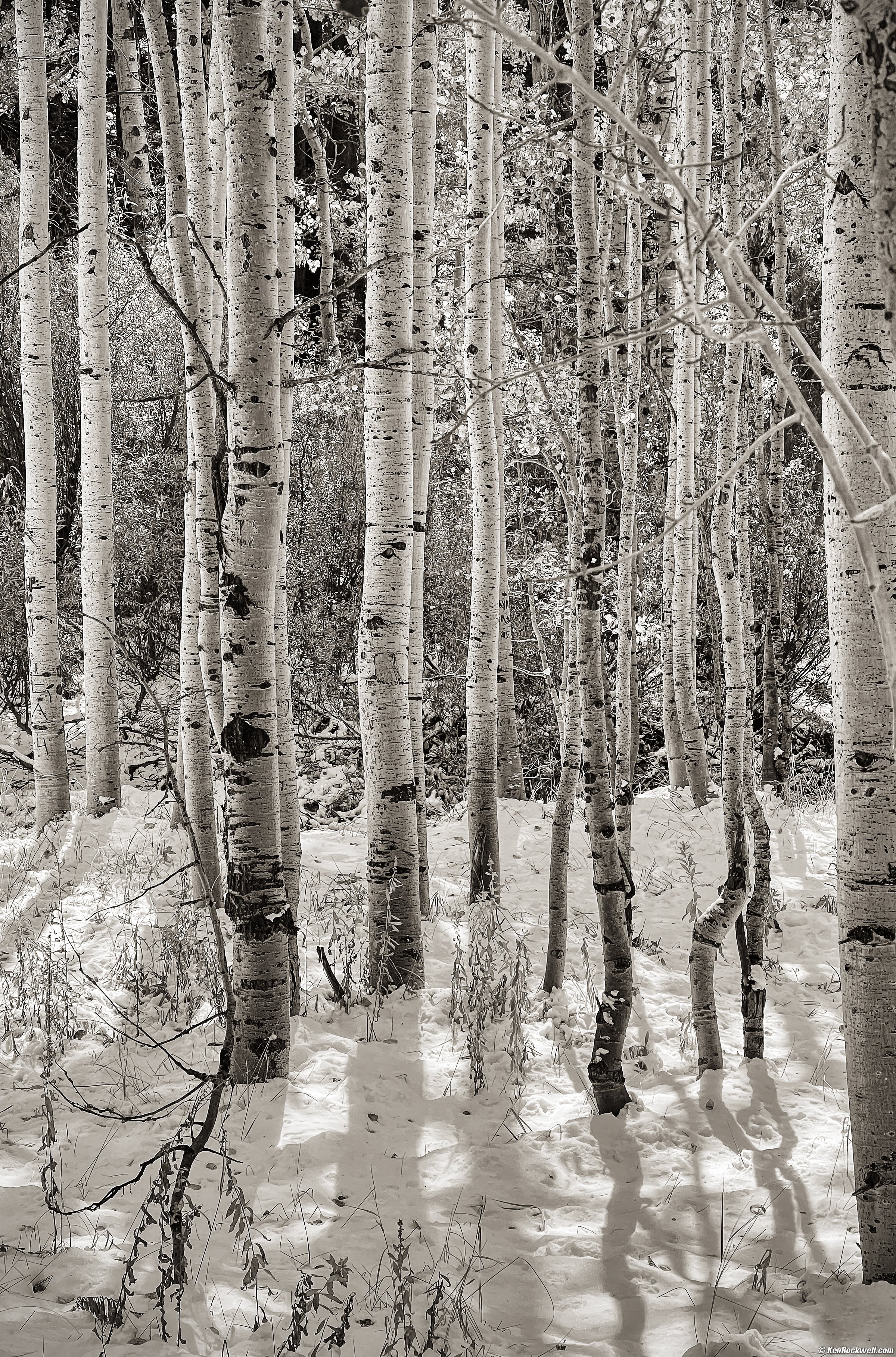 Shimmering Aspens, Tioga Pass Road