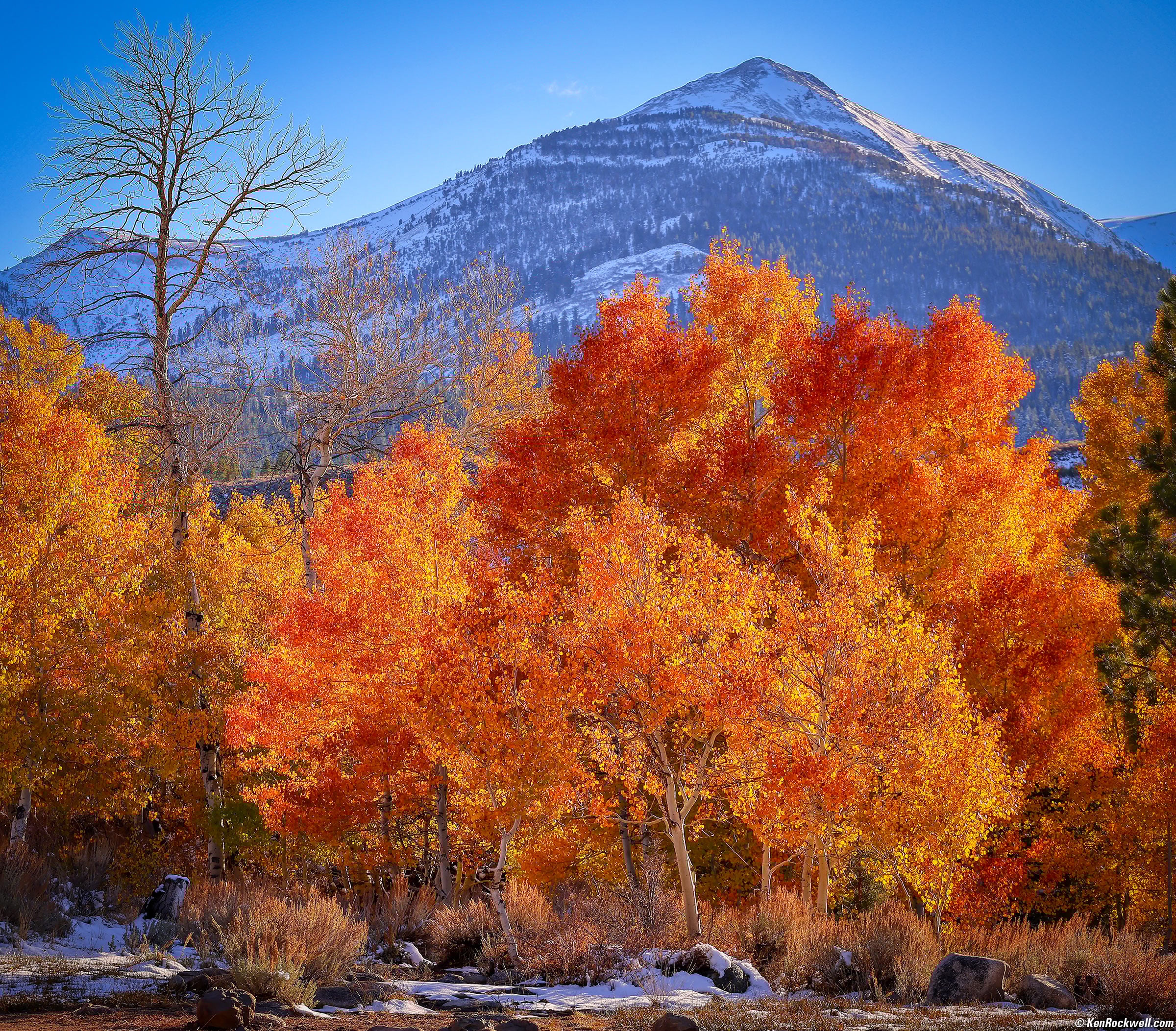 Golden Aspen and Snowy Mountain