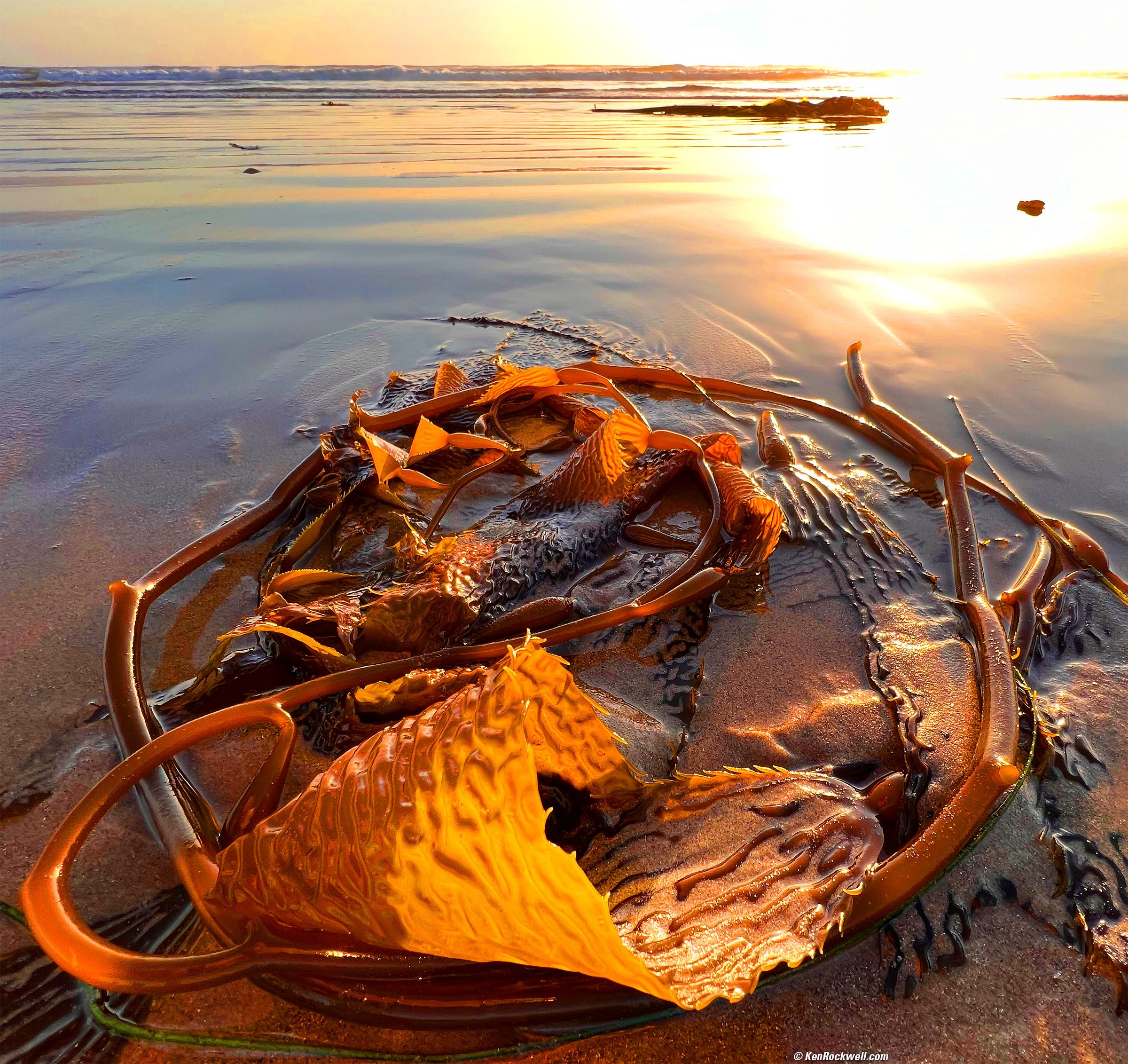 Backlit Kelp in the Waves at Sunset, Oceano Dunes, California