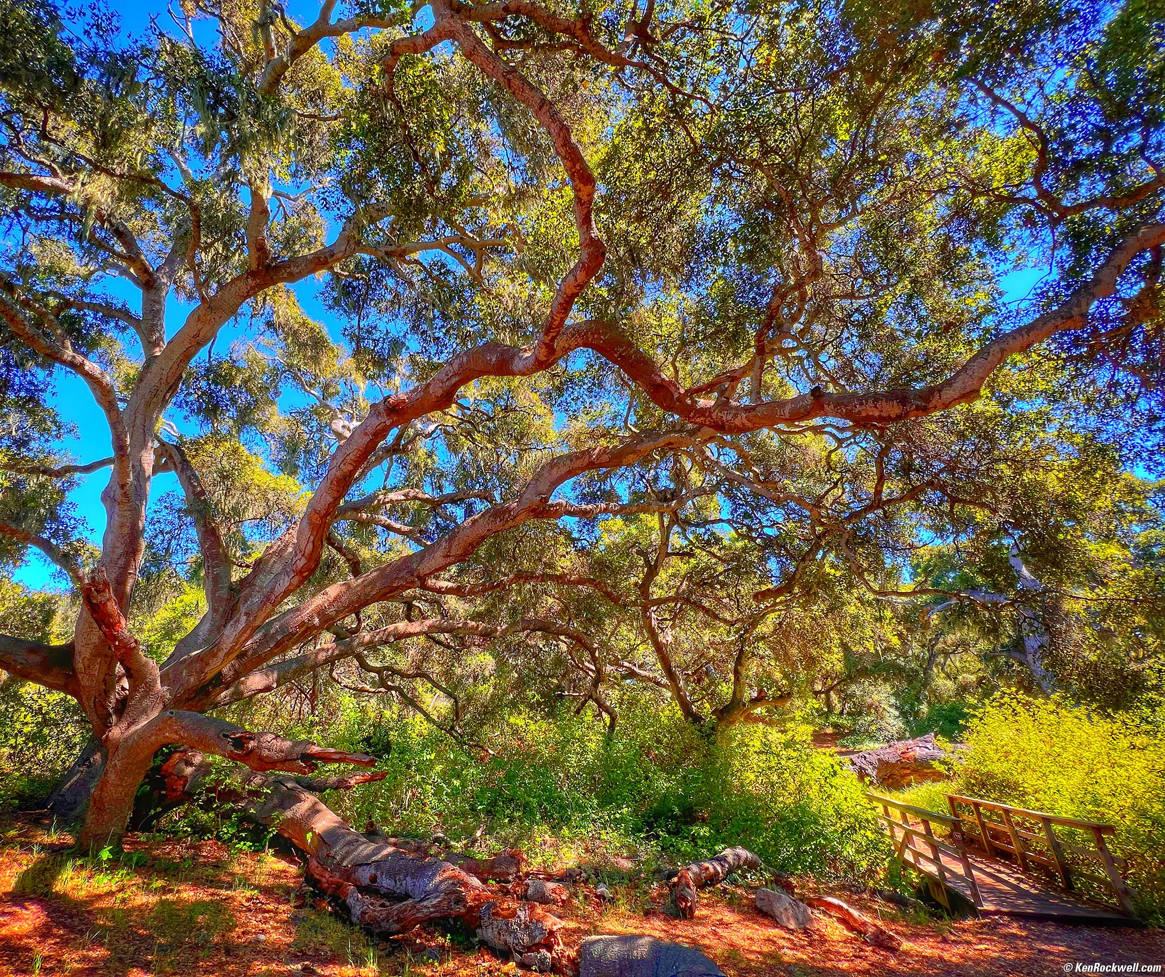 Oak Preserve, Los Osos, California