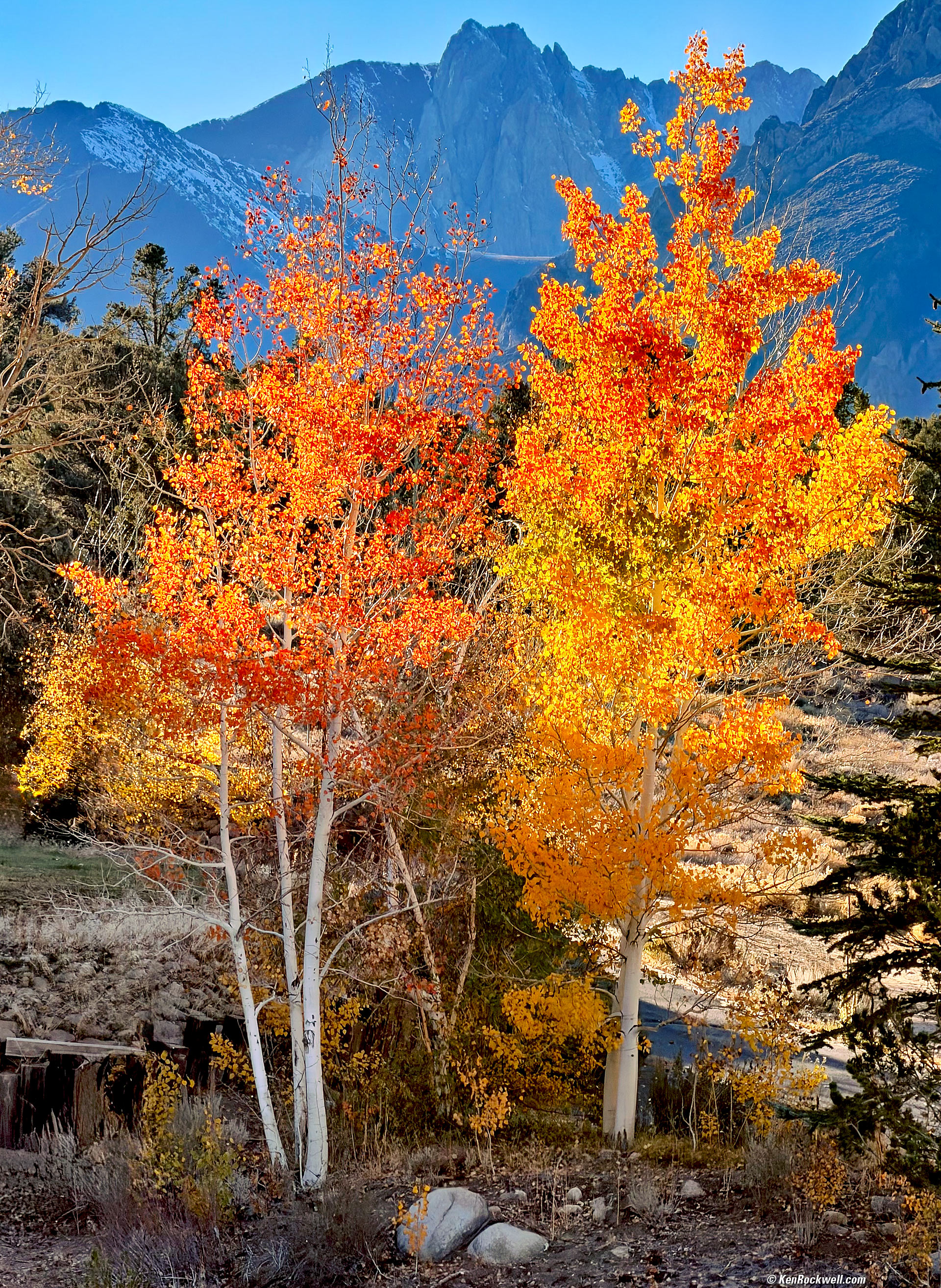 Vivid Orange and Red Aspens at Crowley Lake in the Eastern Sierra, Fall 2025