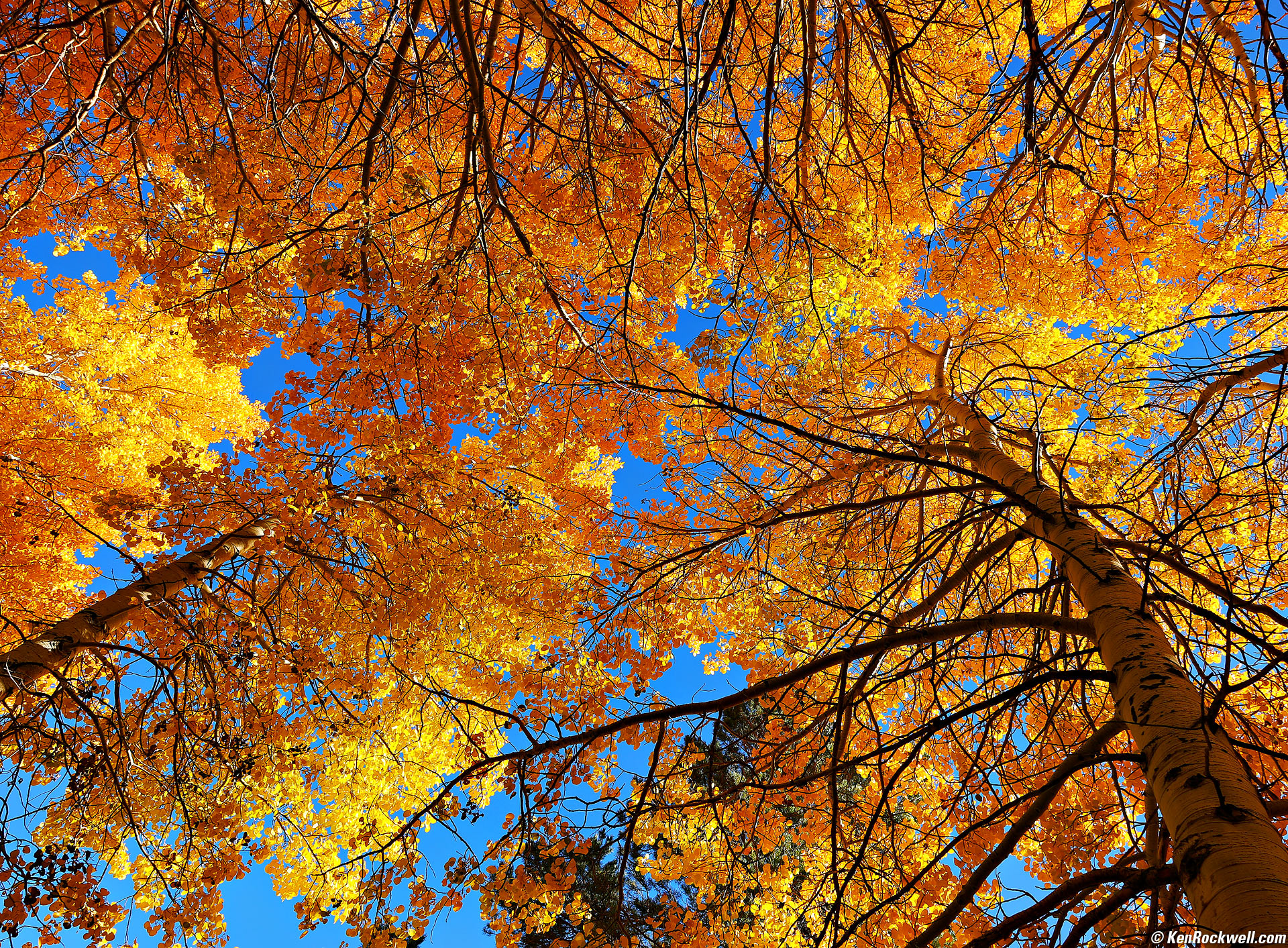 Arboreal Cathedral of Aspens, Lower Rush Creek Loop, June Lake, California