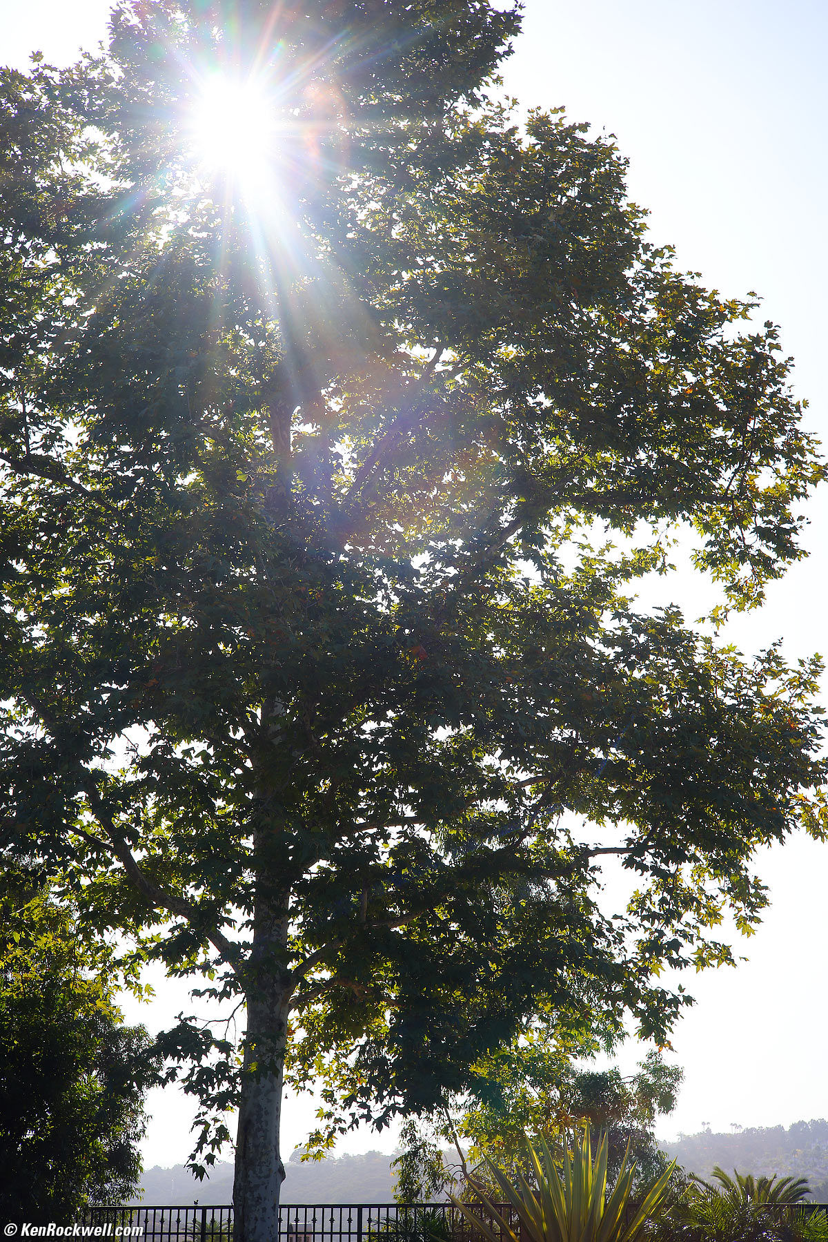 Zeiss Sonnar 50mm f/1.5 Sample Image File